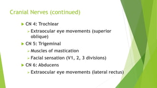 Cranial Nerves (continued)
 CN 4: Trochlear
 Extraocular eye movements (superior
oblique)
 CN 5: Trigeminal
 Muscles of mastication
 Facial sensation (V1, 2, 3 divisions)
 CN 6: Abducens
 Extraocular eye movements (lateral rectus)
 