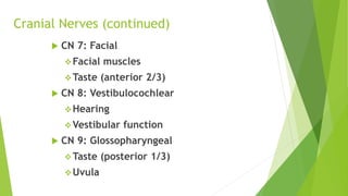 Cranial Nerves (continued)
 CN 7: Facial
Facial muscles
Taste (anterior 2/3)
 CN 8: Vestibulocochlear
Hearing
Vestibular function
 CN 9: Glossopharyngeal
Taste (posterior 1/3)
Uvula
 