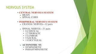 NERVOUS SYSTEM
 CENTRAL NERVOUS SYSTEM
 BRAIN
 SPINAL CORD
 PERIPHERAL NERVOUS SYSTEM
 CRANIAL NERVES---12 pairs
 SPINAL NERVES---31 pairs
• 8 CERVICAL
• 12 THORACIC
• 5 LUMBAR
• 5 SACRAL
• 1 COCCYGEAL
 AUTONOMIC NS
• SYMPATHETIC
• PARASYMPATHETIC
 