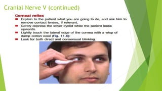 Cranial Nerve V (continued)
 