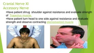 Cranial Nerve XI
Accessory Nerve
•Have patient shrug shoulder against resistance and evaluate strength
of Trapezius muscle.
•Have patient turn head to one side against resistance and evaluate
strength and observe contracting sternomastoid muscle
 