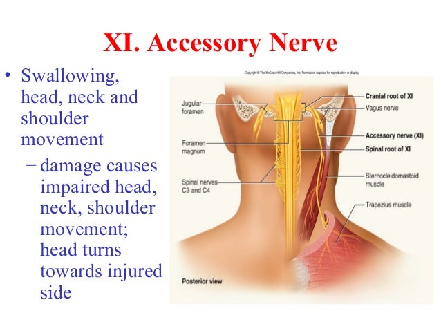 Nervous system final