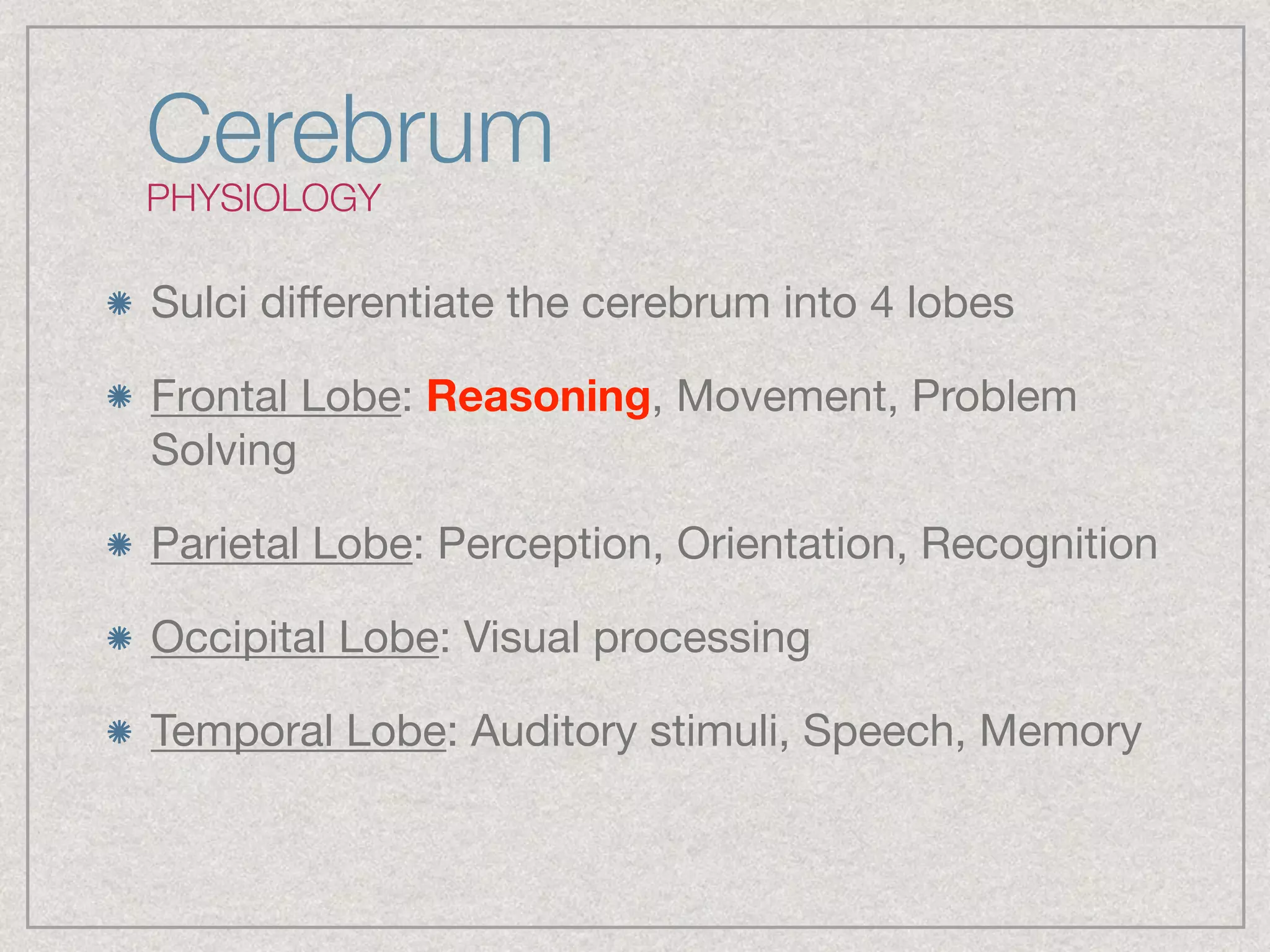 Cerebrum
PHYSIOLOGY
Sulci diﬀerentiate the cerebrum into 4 lobes

Frontal Lobe: Reasoning, Movement, Problem
Solving

Parietal Lobe: Perception, Orientation, Recognition

Occipital Lobe: Visual processing

Temporal Lobe: Auditory stimuli, Speech, Memory
 