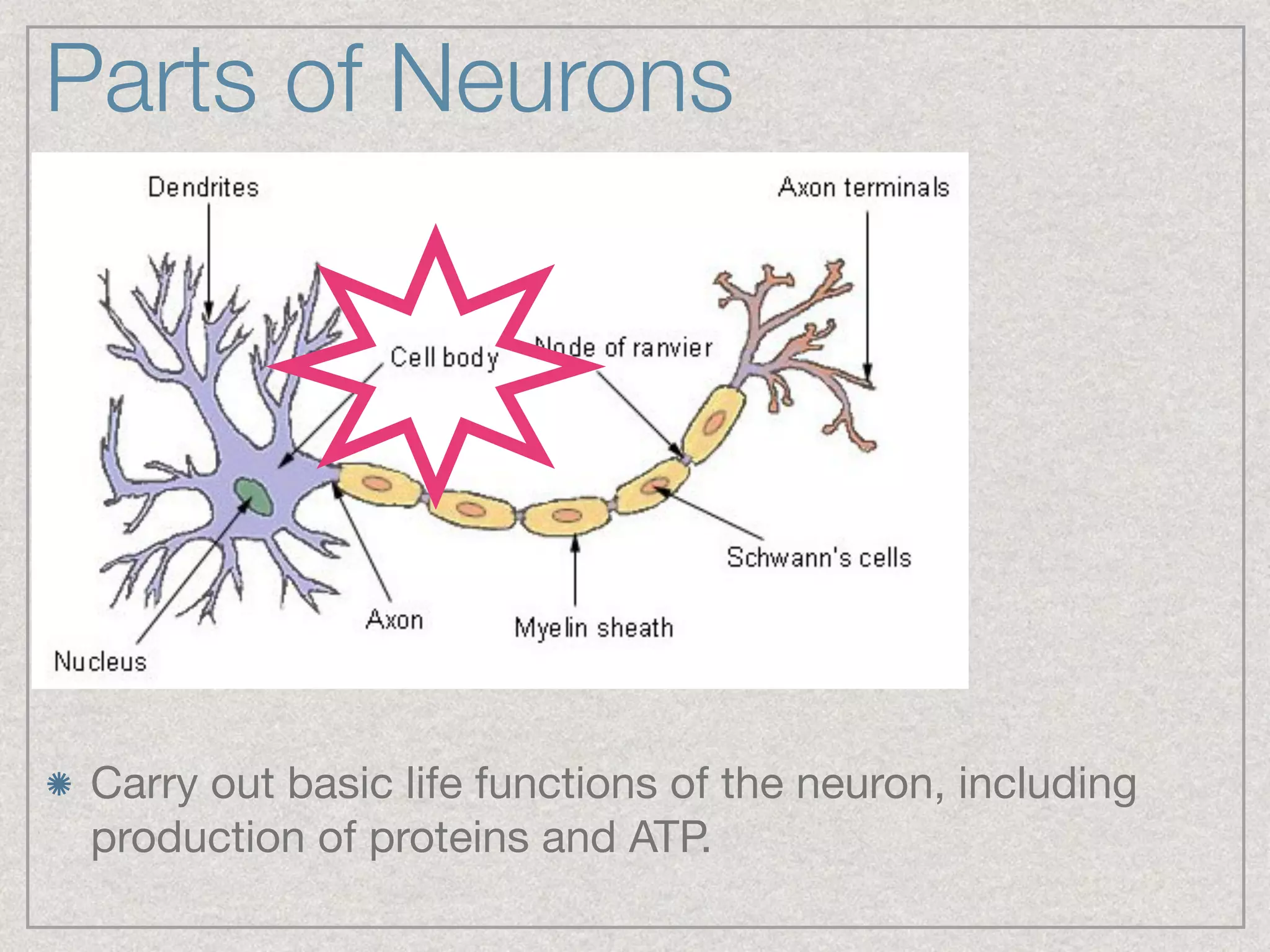 Parts of Neurons
Carry out basic life functions of the neuron, including
production of proteins and ATP.
 