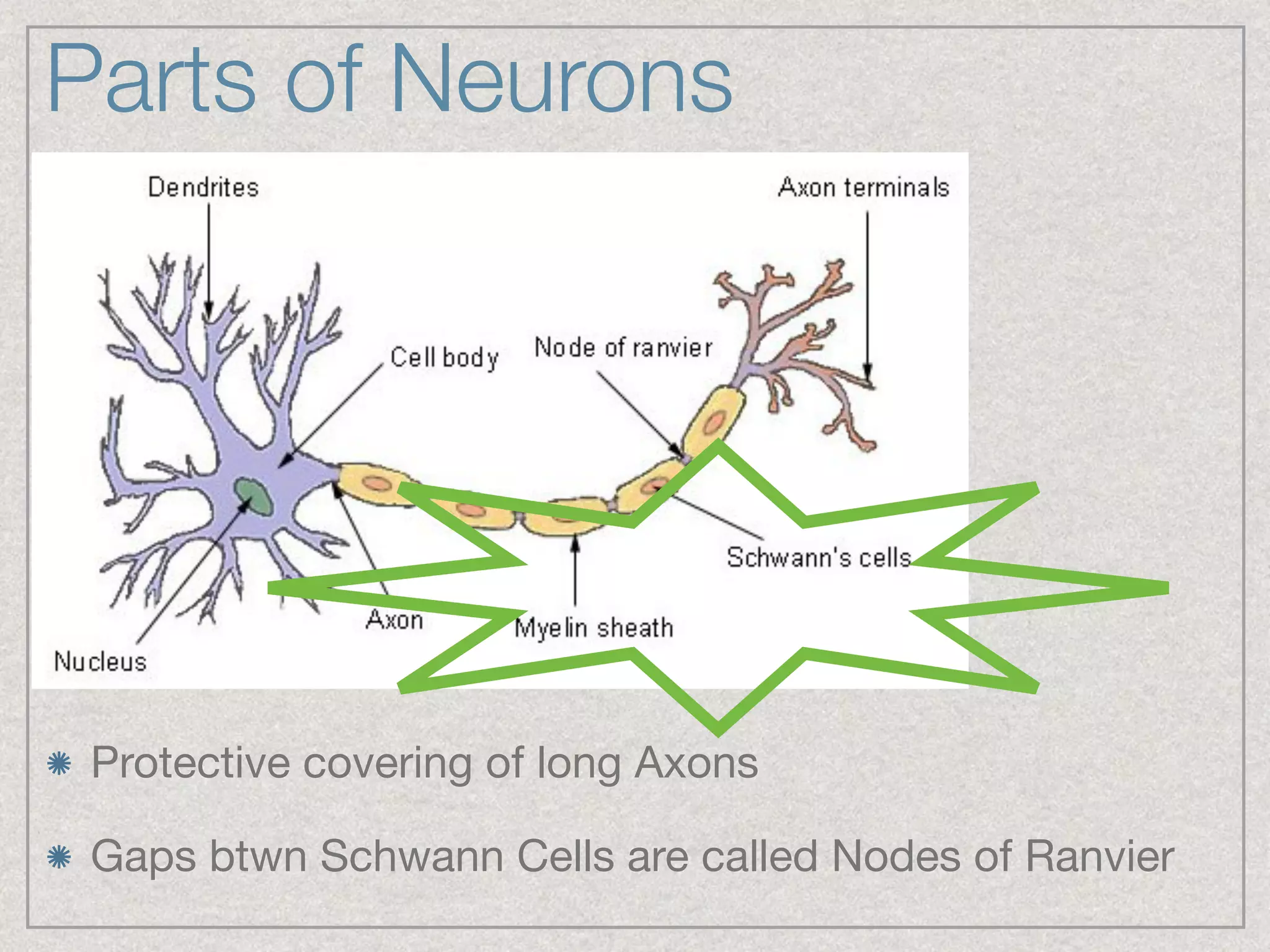 Parts of Neurons
Protective covering of long Axons

Gaps btwn Schwann Cells are called Nodes of Ranvier
 