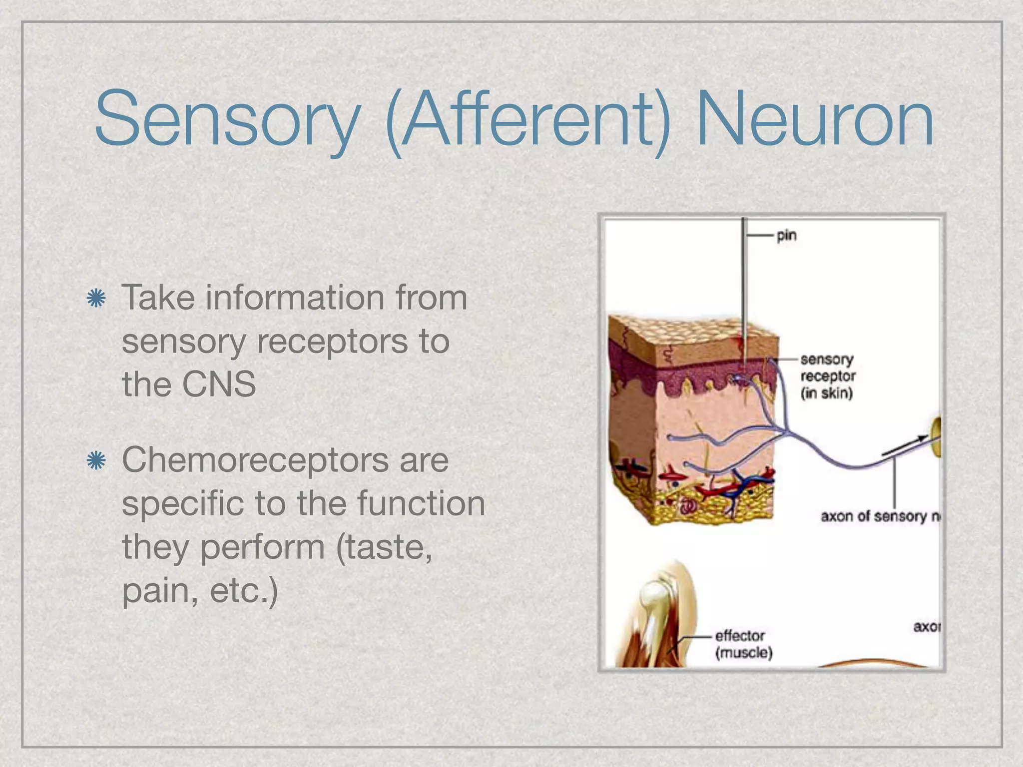 Sensory (Afferent) Neuron
Take information from
sensory receptors to
the CNS

Chemoreceptors are
speciﬁc to the function
they perform (taste,
pain, etc.)
 