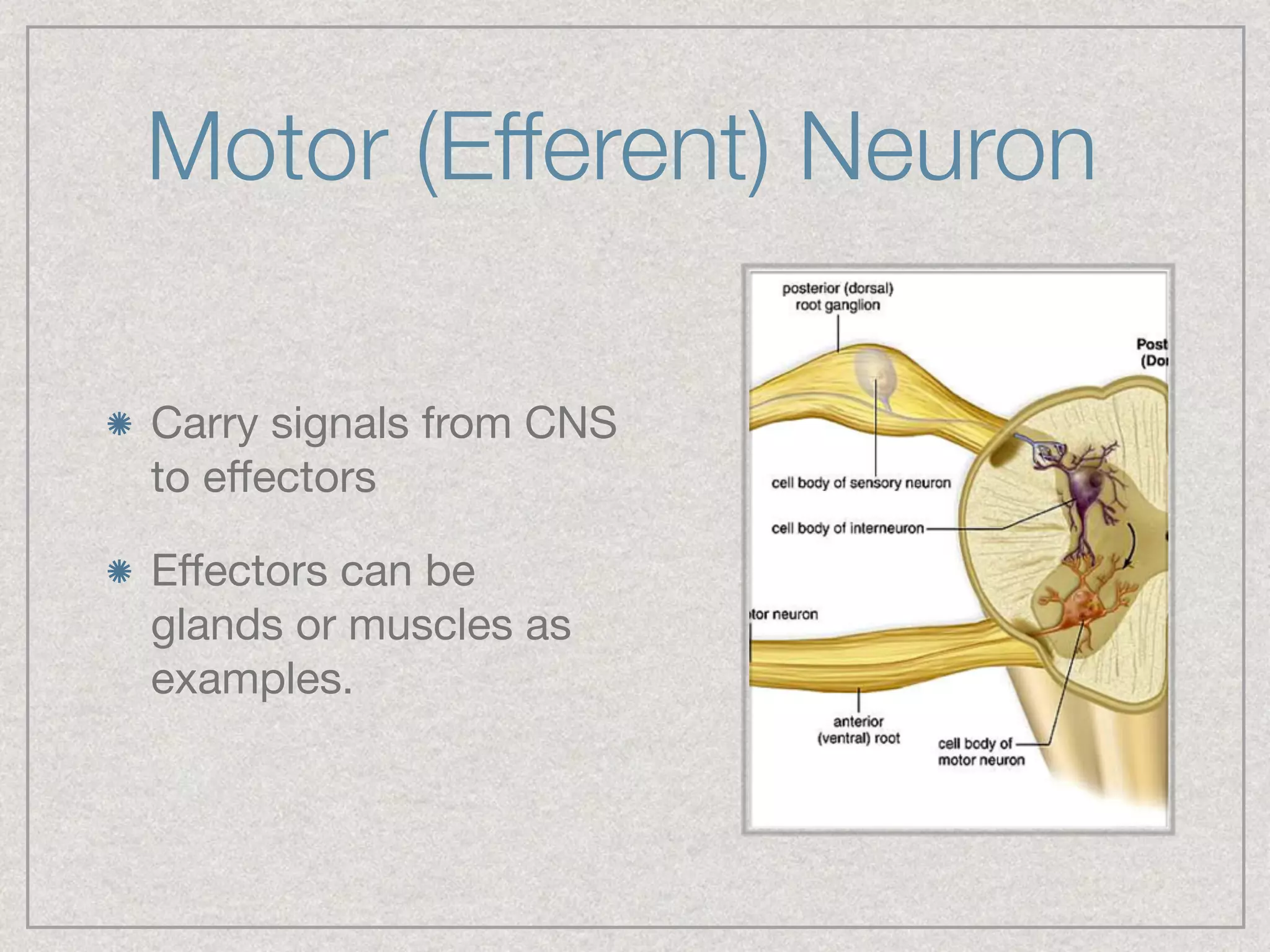 Motor (Efferent) Neuron
Carry signals from CNS
to eﬀectors

Eﬀectors can be
glands or muscles as
examples.
 