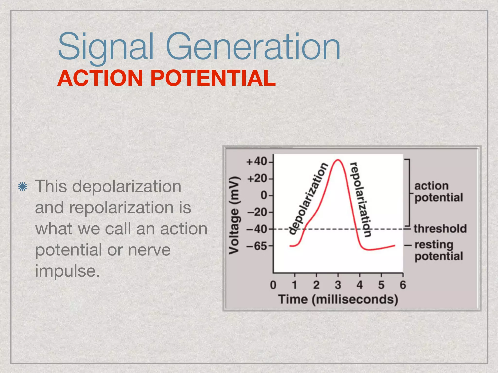 Signal Generation
ACTION POTENTIAL
This depolarization
and repolarization is
what we call an action
potential or nerve
impulse.
 
