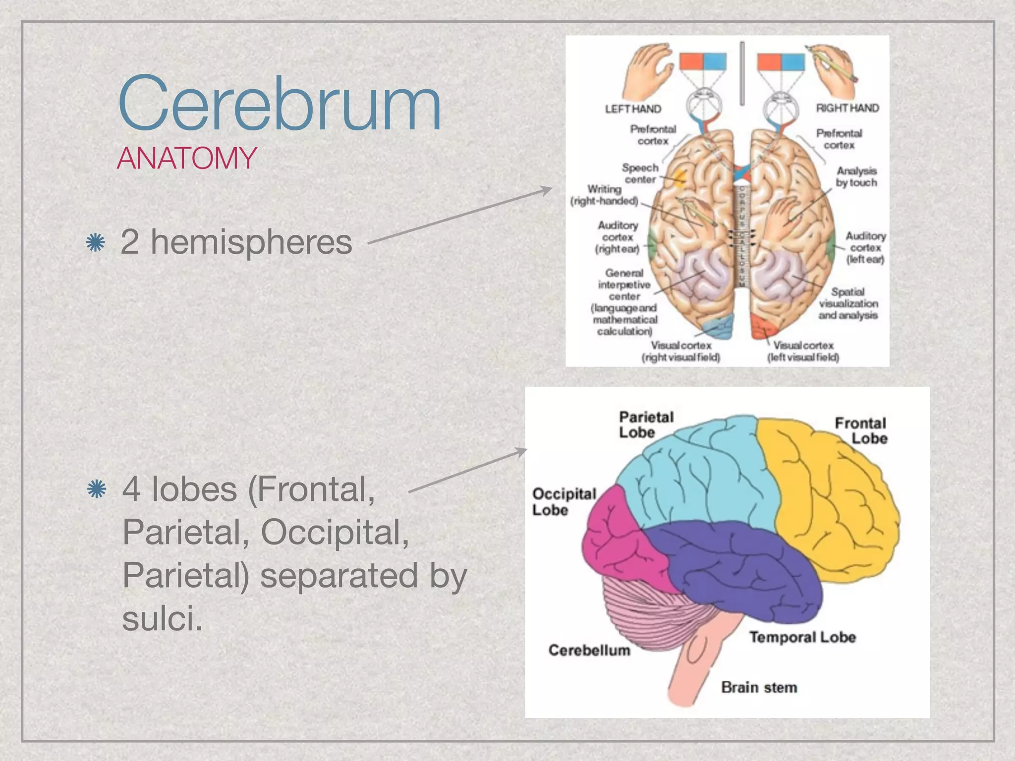 Cerebrum
ANATOMY
2 hemispheres
4 lobes (Frontal,
Parietal, Occipital,
Parietal) separated by
sulci.
 