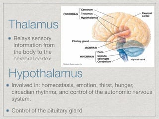 Hunger System Nervous System Presentation | PDF