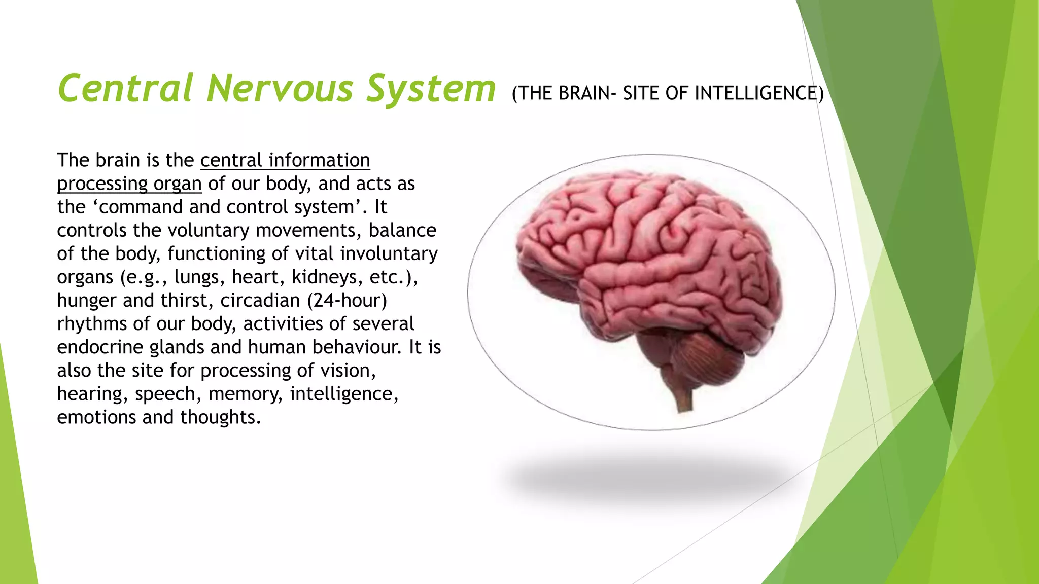 Nervous System Latest Presentation | PPTX