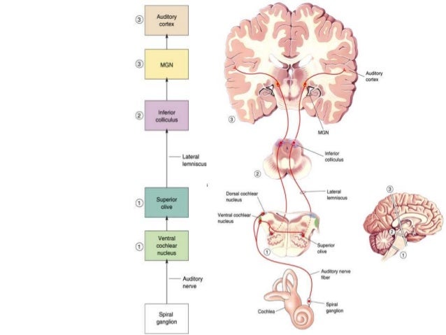 taste the gustatory system Request pdf on researchgate | gustatory system: the finer points of taste | as more receptors are defined, researchers will further unlock the mechanics of taste how the mind perceives these sensory signals is another matter. taste the gustatory system Request pdf on researchgate | gustatory system: the finer points of taste | as more receptors are defined, researchers will further unlock the mechanics of taste how the mind perceives these sensory signals is another matter.