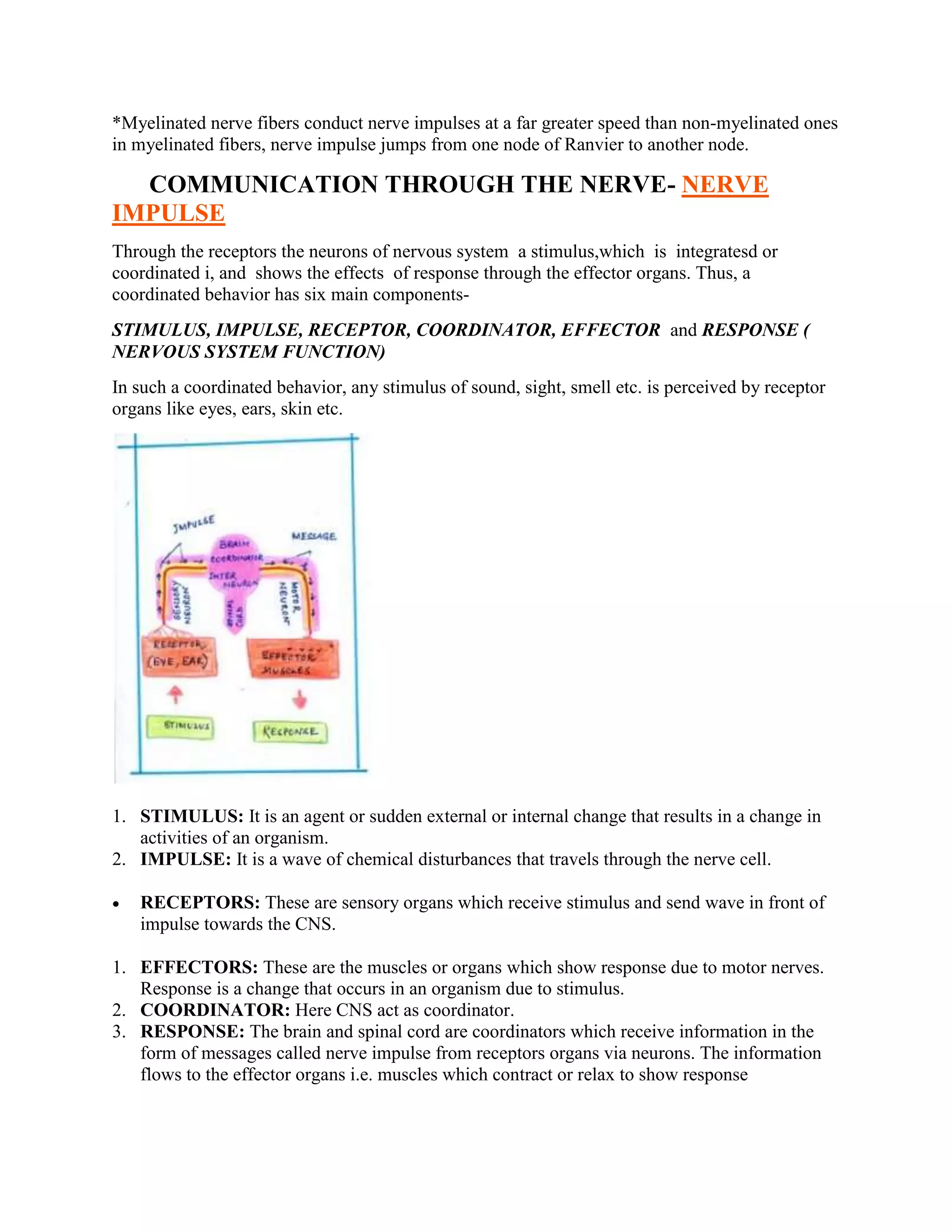 *Myelinated nerve fibers conduct nerve impulses at a far greater speed than non-myelinated ones
in myelinated fibers, nerve impulse jumps from one node of Ranvier to another node.
COMMUNICATION THROUGH THE NERVE- NERVE
IMPULSE
Through the receptors the neurons of nervous system a stimulus,which is integratesd or
coordinated i, and shows the effects of response through the effector organs. Thus, a
coordinated behavior has six main components-
STIMULUS, IMPULSE, RECEPTOR, COORDINATOR, EFFECTOR and RESPONSE (
NERVOUS SYSTEM FUNCTION)
In such a coordinated behavior, any stimulus of sound, sight, smell etc. is perceived by receptor
organs like eyes, ears, skin etc.
1. STIMULUS: It is an agent or sudden external or internal change that results in a change in
activities of an organism.
2. IMPULSE: It is a wave of chemical disturbances that travels through the nerve cell.
 RECEPTORS: These are sensory organs which receive stimulus and send wave in front of
impulse towards the CNS.
1. EFFECTORS: These are the muscles or organs which show response due to motor nerves.
Response is a change that occurs in an organism due to stimulus.
2. COORDINATOR: Here CNS act as coordinator.
3. RESPONSE: The brain and spinal cord are coordinators which receive information in the
form of messages called nerve impulse from receptors organs via neurons. The information
flows to the effector organs i.e. muscles which contract or relax to show response
 