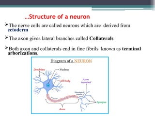 Neuro Cell Insect Nervous system in insects. Nervous system of insects is an importatnt ...