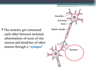 Neuro Cell Insect Nervous system in insects. Nervous system of insects is an importatnt ...