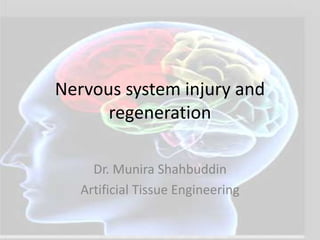 Nervous system injury and
regeneration
Dr. Munira Shahbuddin
Artificial Tissue Engineering
 