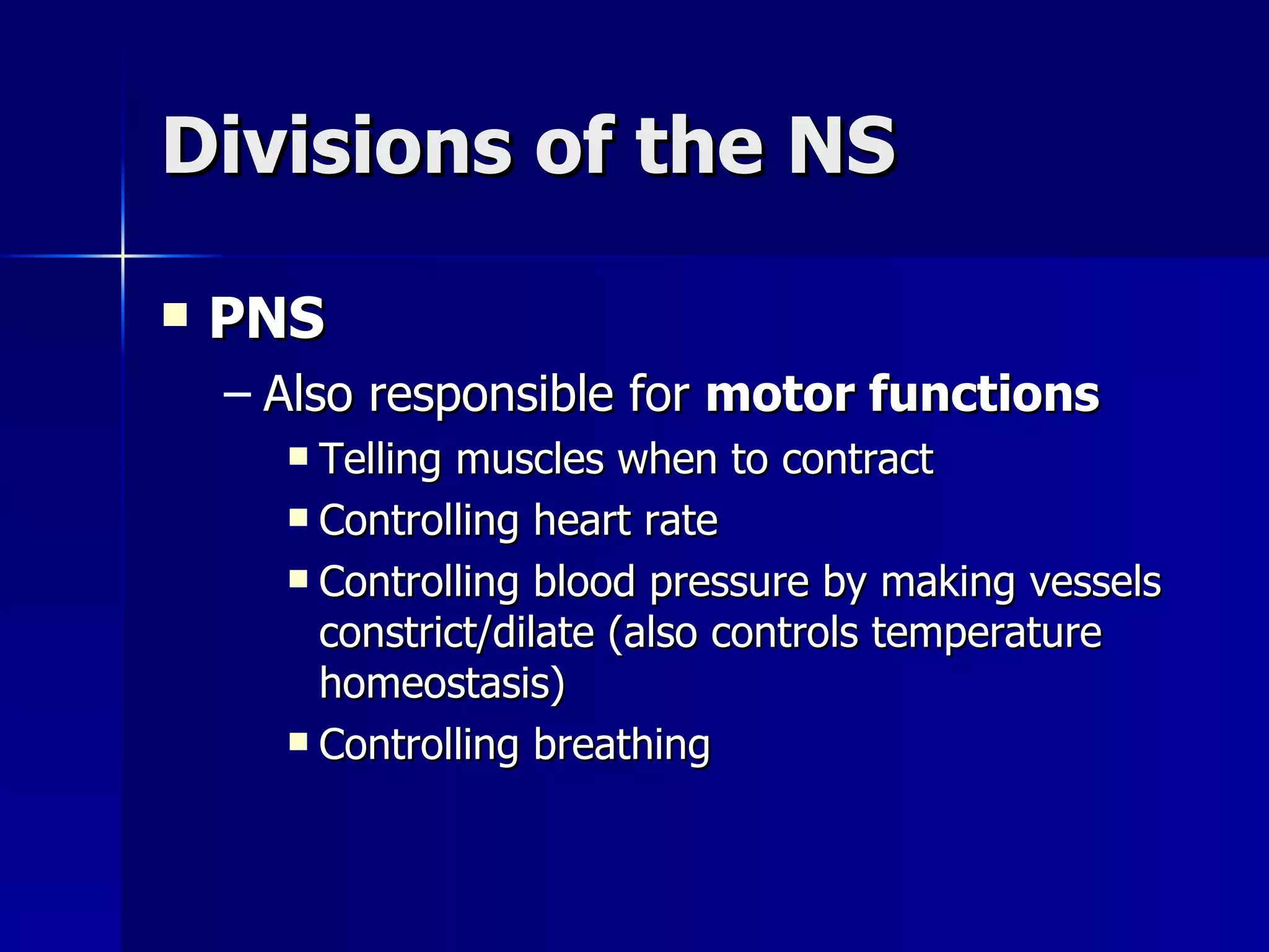Divisions of the NS PNS Also responsible for  motor functions Telling muscles when to contract Controlling heart rate Controlling blood pressure by making vessels constrict/dilate (also controls temperature homeostasis) Controlling breathing 