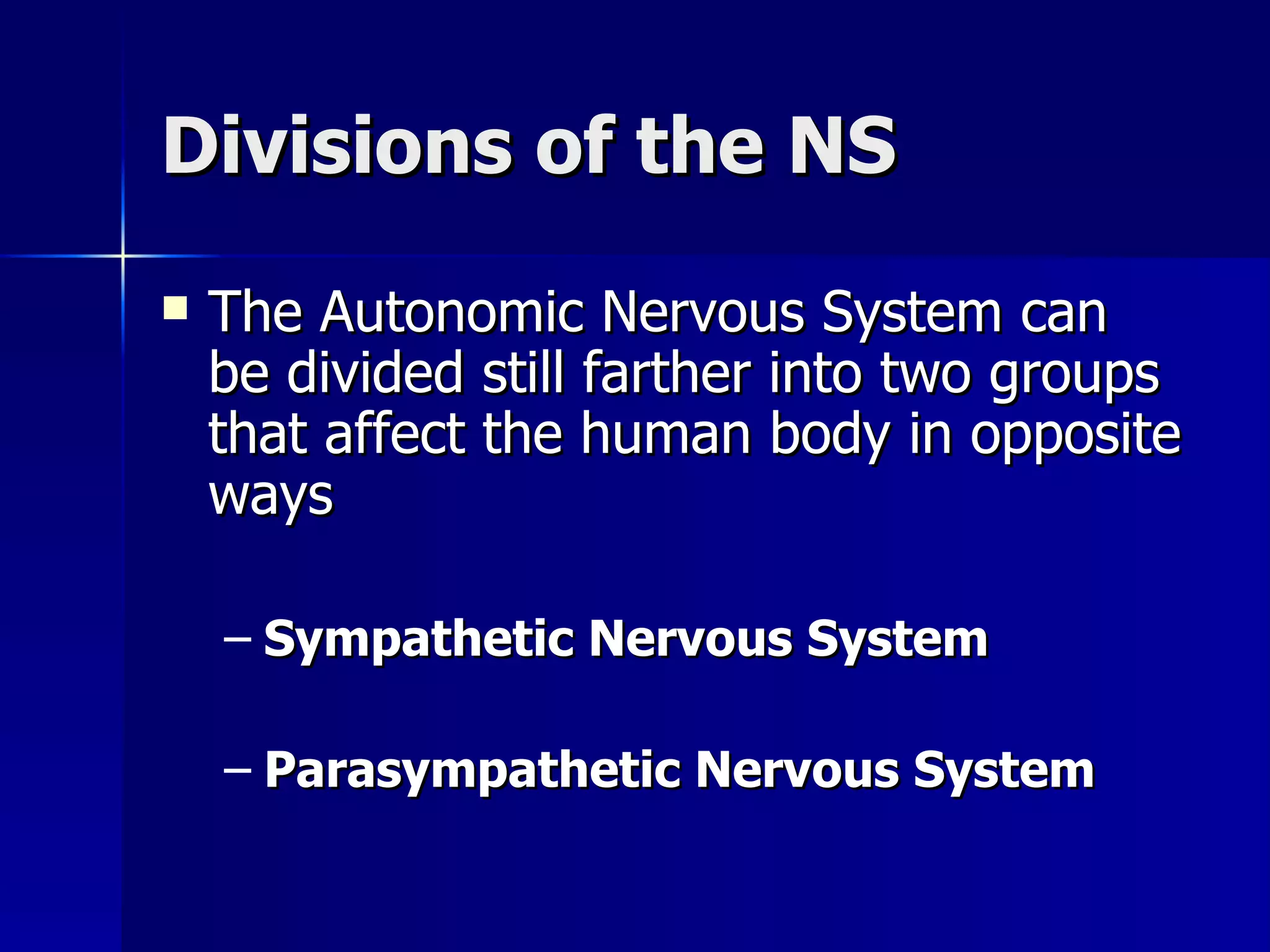 Divisions of the NS The Autonomic Nervous System can be divided still farther into two groups that affect the human body in opposite ways Sympathetic Nervous System Parasympathetic Nervous System 