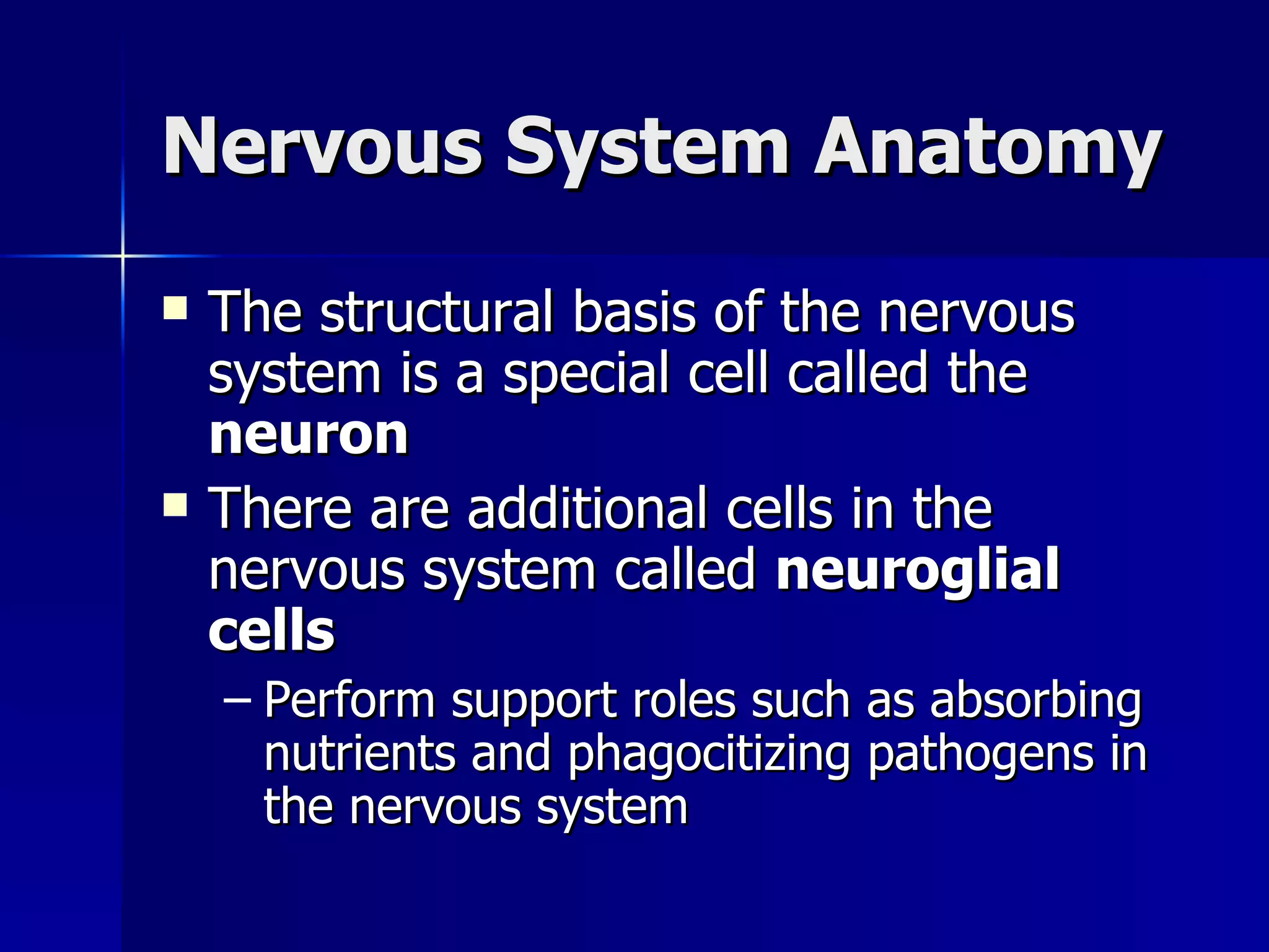 Nervous System Anatomy The structural basis of the nervous system is a special cell called the  neuron There are additional cells in the nervous system called  neuroglial cells Perform support roles such as absorbing nutrients and phagocitizing pathogens in the nervous system 