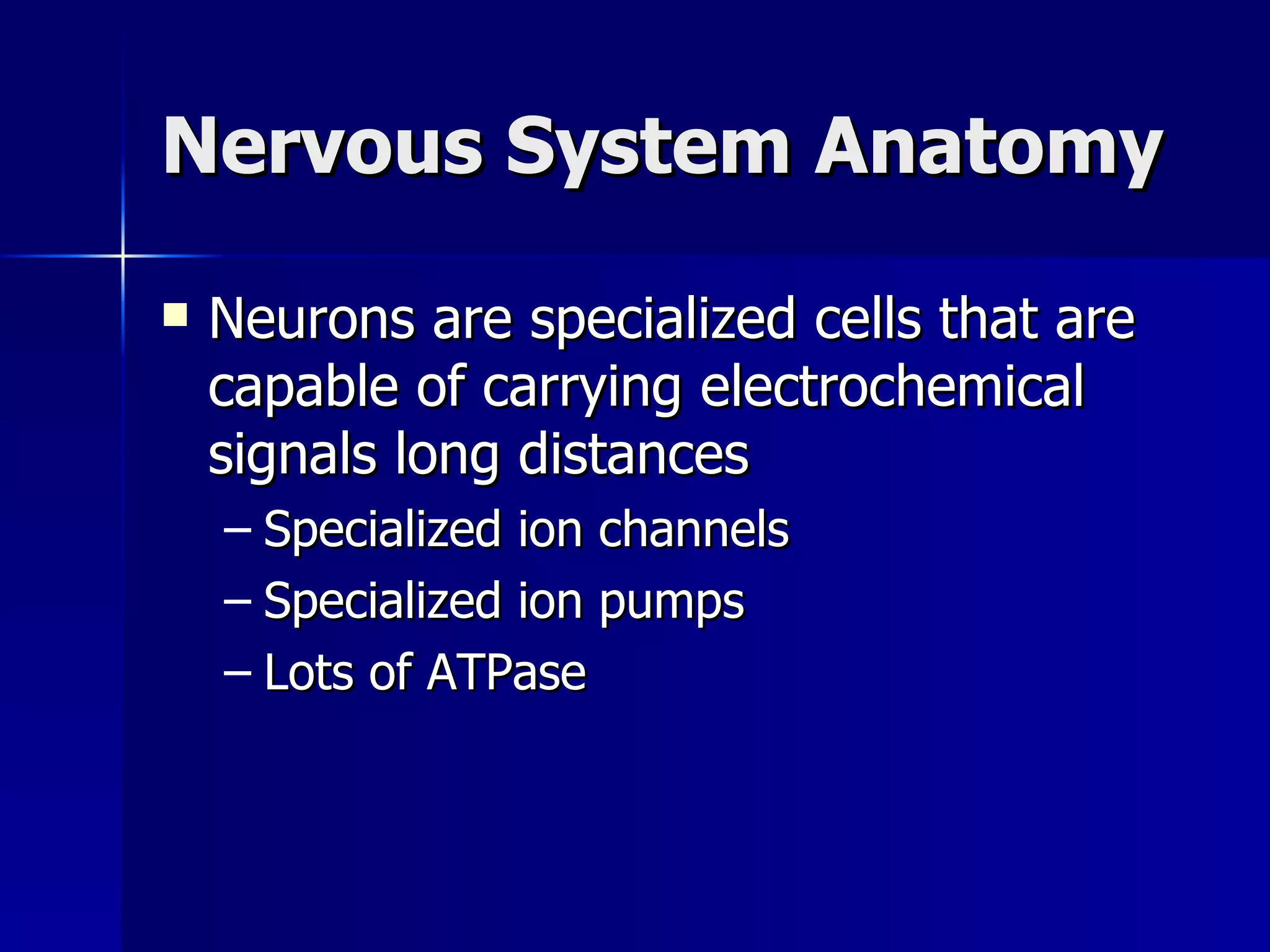 Nervous System Anatomy Neurons are specialized cells that are capable of carrying electrochemical signals long distances Specialized ion channels Specialized ion pumps Lots of ATPase 