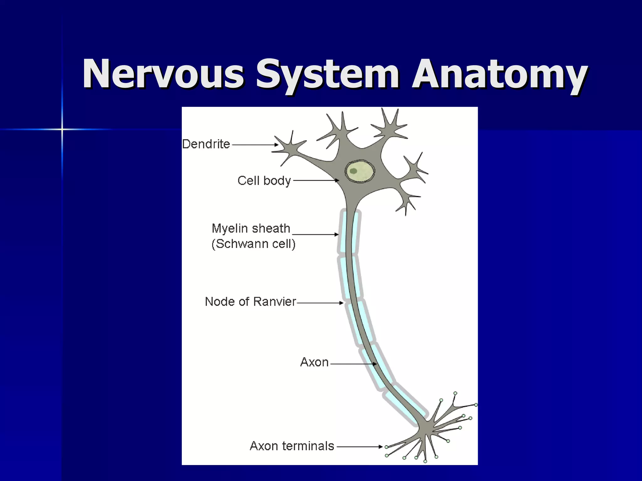 Nervous System Anatomy 