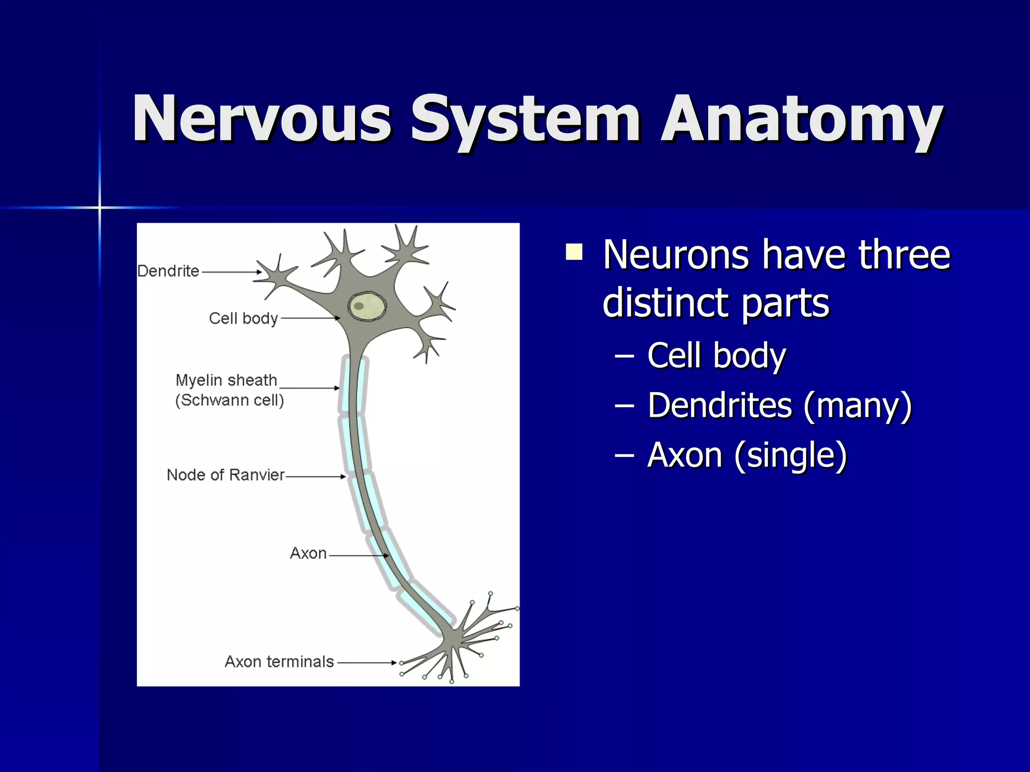 Nervous System Anatomy Neurons have three distinct parts Cell body Dendrites (many) Axon (single) 