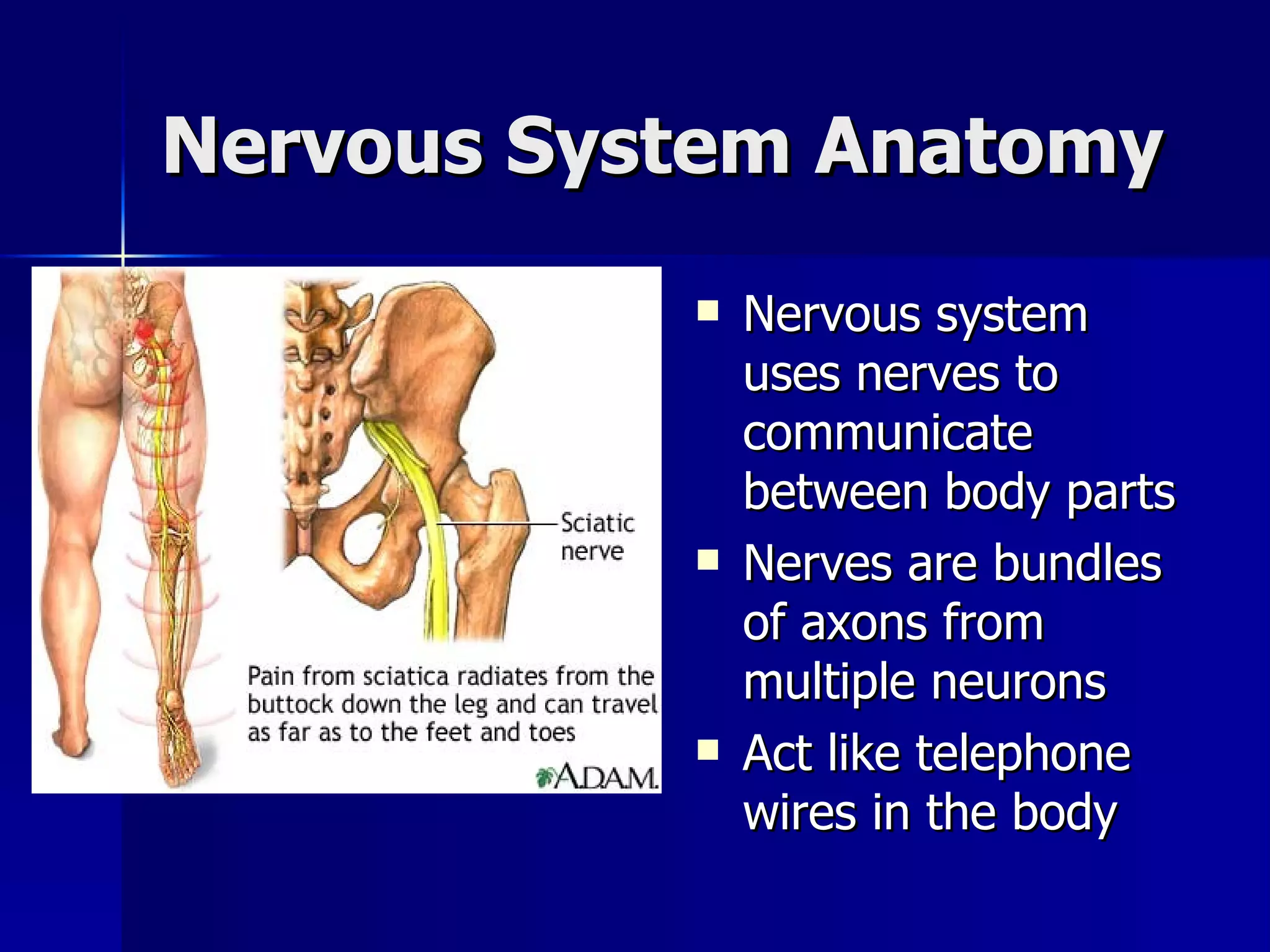 Nervous System Anatomy Nervous system uses nerves to communicate between body parts Nerves are bundles of axons from multiple neurons Act like telephone wires in the body 