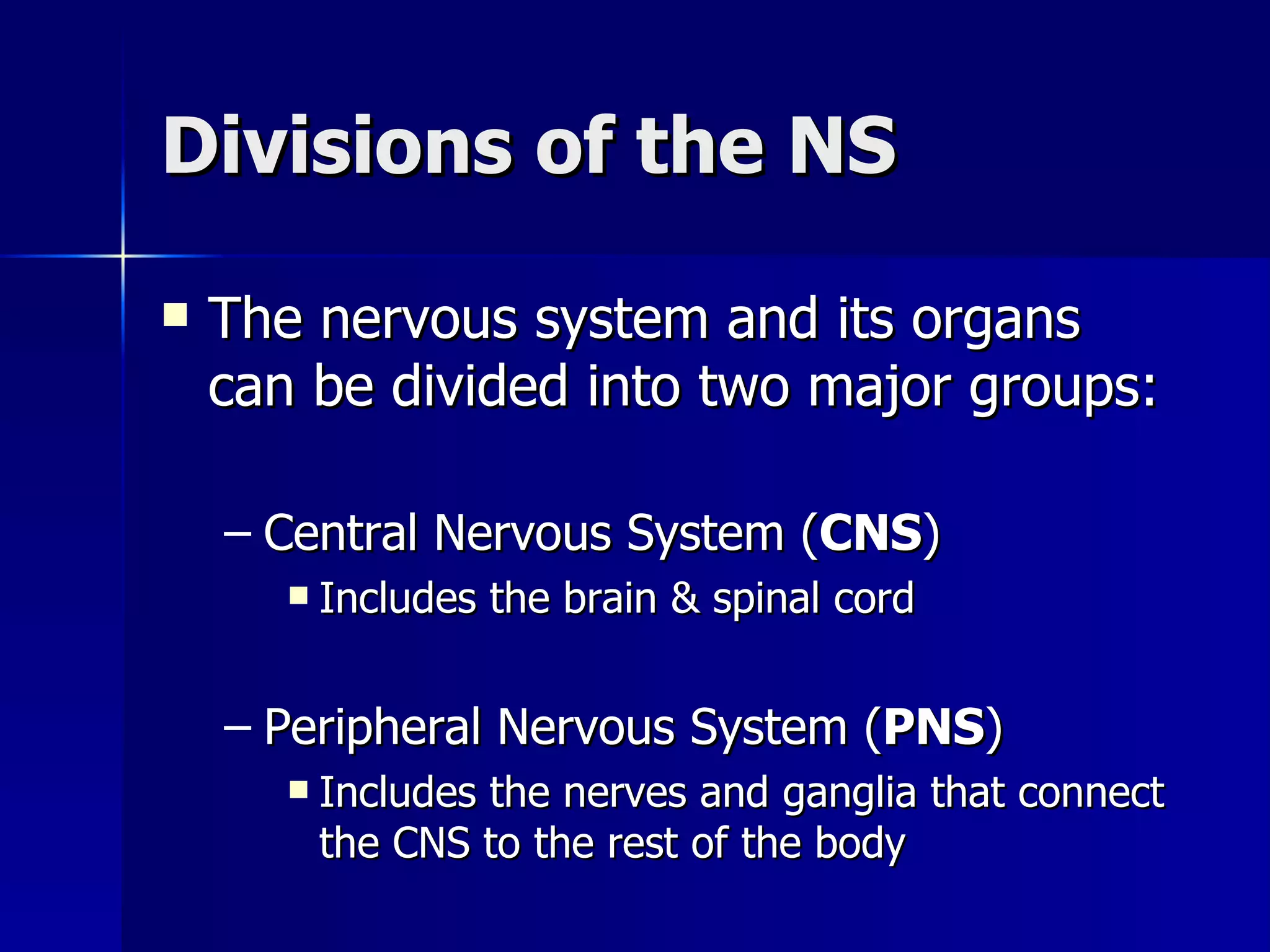 Divisions of the NS The nervous system and its organs can be divided into two major groups: Central Nervous System ( CNS ) Includes the brain & spinal cord Peripheral Nervous System ( PNS ) Includes the nerves and ganglia that connect the CNS to the rest of the body 