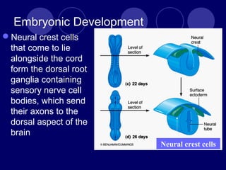 Embryonic Development
Neural crest cells
that come to lie
alongside the cord
form the dorsal root
ganglia containing
sensory nerve cell
bodies, which send
their axons to the
dorsal aspect of the
brain
Neural crest cells
 