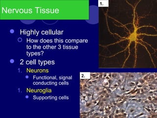 Nervous Tissue
 Highly cellular
 How does this compare
to the other 3 tissue
types?
 2 cell types
1. Neurons
 Functional, signal
conducting cells
1. Neuroglia
 Supporting cells
1.
2.
 