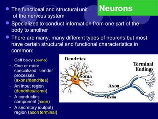 NeuronsThe functional and structural unit
of the nervous system
Specialized to conduct information from one part of the
body to another
There are many, many different types of neurons but most
have certain structural and functional characteristics in
common:
- Cell body (soma)
- One or more
specialized, slender
processes
(axons/dendrites)
- An input region
(dendrites/soma)
- A conducting
component (axon)
- A secretory (output)
region (axon terminal)
 