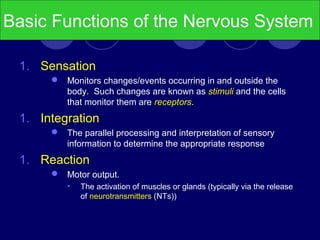 Basic Functions of the Nervous System
1. Sensation
 Monitors changes/events occurring in and outside the
body. Such changes are known as stimuli and the cells
that monitor them are receptors.
1. Integration
 The parallel processing and interpretation of sensory
information to determine the appropriate response
1. Reaction
 Motor output.
• The activation of muscles or glands (typically via the release
of neurotransmitters (NTs))
 