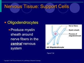 Nervous Tissue: Support CellsNervous Tissue: Support Cells
Slide 7.7aCopyright © 2003 Pearson Education, Inc. publishing as Benjamin Cummings
• Oligodendrocytes
•Produce myelin
sheath around
nerve fibers in the
central nervous
system
Figure 7.3d
 