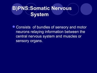B)PNS:Somatic Nervous
System
Consists of bundles of sensory and motor
neurons relaying information between the
central nervous system and muscles or
sensory organs.
 