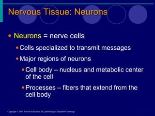 Nervous Tissue: NeuronsNervous Tissue: Neurons
Slide 7.8Copyright © 2003 Pearson Education, Inc. publishing as Benjamin Cummings
• Neurons = nerve cells
•Cells specialized to transmit messages
•Major regions of neurons
•Cell body – nucleus and metabolic center
of the cell
•Processes – fibers that extend from the
cell body
 