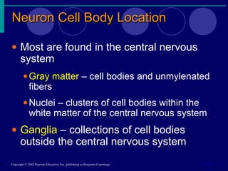 Neuron Cell Body LocationNeuron Cell Body Location
Slide 7.13Copyright © 2003 Pearson Education, Inc. publishing as Benjamin Cummings
• Most are found in the central nervous
system
•Gray matter – cell bodies and unmylenated
fibers
•Nuclei – clusters of cell bodies within the
white matter of the central nervous system
• Ganglia – collections of cell bodies
outside the central nervous system
 