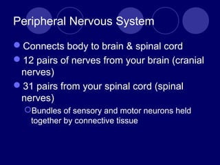 Peripheral Nervous System
Connects body to brain & spinal cord
12 pairs of nerves from your brain (cranial
nerves)
31 pairs from your spinal cord (spinal
nerves)
Bundles of sensory and motor neurons held
together by connective tissue
 