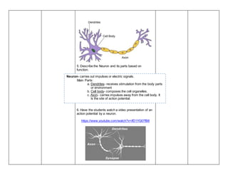 5. Describe the Neuron and its parts based on
function.
6. Have the students watch a video presentation of an
action potential by a neuron.
https://www.youtube.com/watch?v=ifD1YG07fB8
Neuron- carries out impulses or electric signals.
Main Parts:
a. Dendrites- receives stimulation from the body parts
or environment
b. Cell body- composes the cell organelles.
c. Axon- carries impulses away from the cell body. It
is the site of action potential.
 