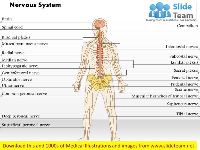 Nervous system medical images for power point