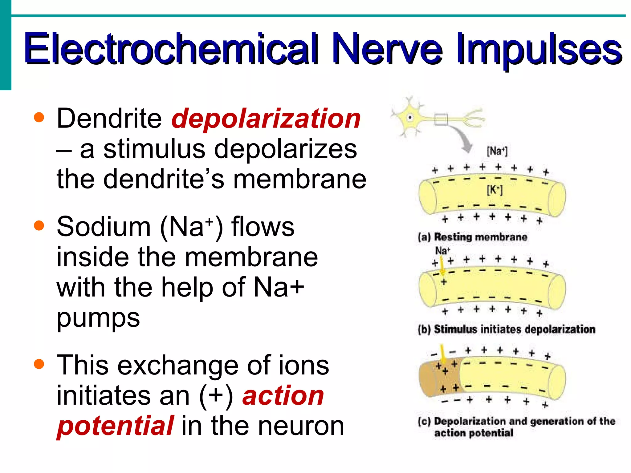 Electrochemical Nerve Impulses Dendrite  depolarization  – a stimulus depolarizes the dendrite’s membrane Sodium (Na + ) flows inside the membrane with the help of Na+ pumps This exchange of ions initiates an (+)  action potential  in the neuron 