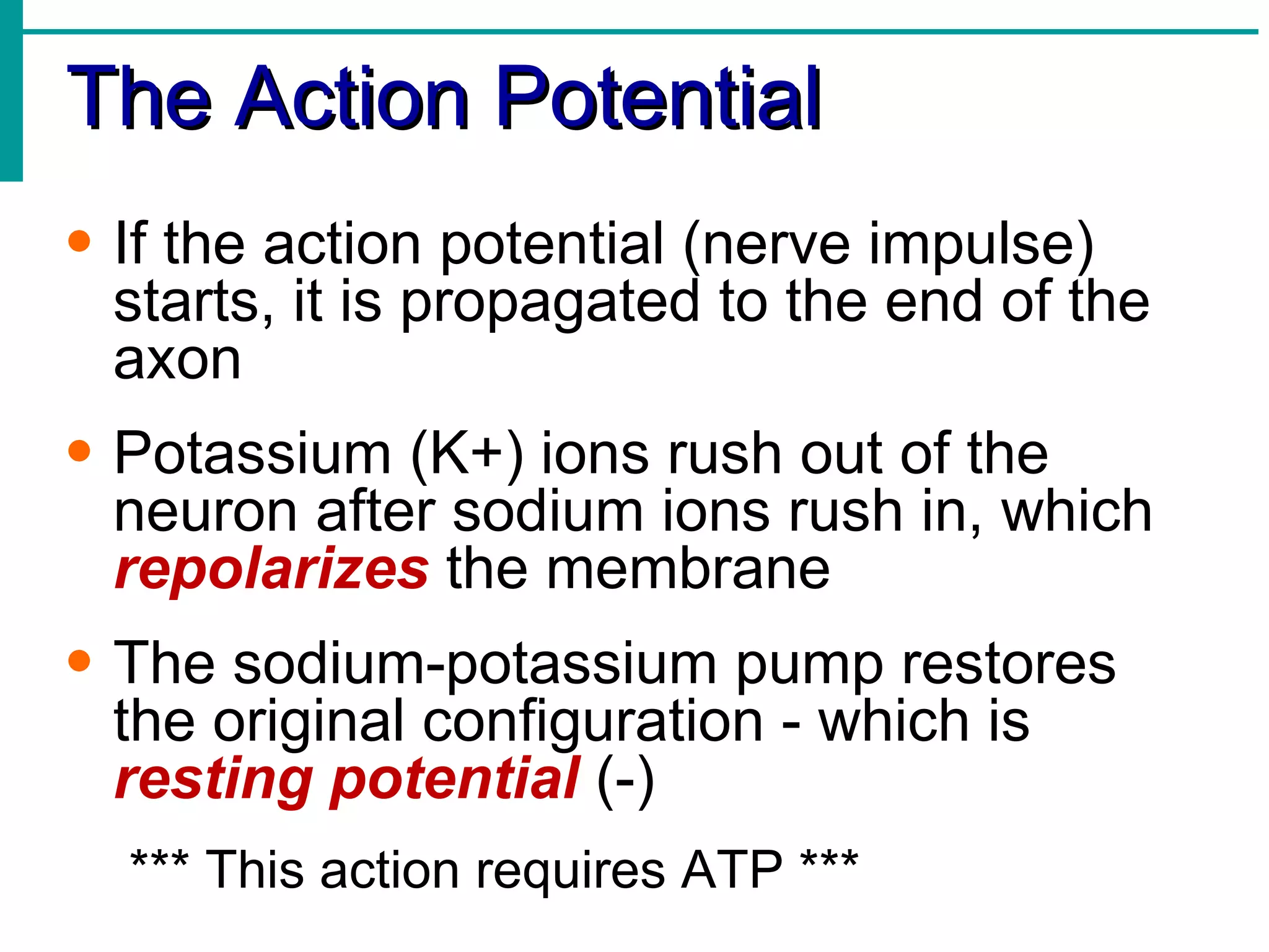 The Action Potential If the action potential (nerve impulse) starts, it is propagated to the end of the axon Potassium (K+) ions rush out of the neuron after sodium ions rush in, which  repolarizes  the membrane The sodium-potassium pump restores the original configuration - which is  resting potential  (-) *** This action requires ATP *** 