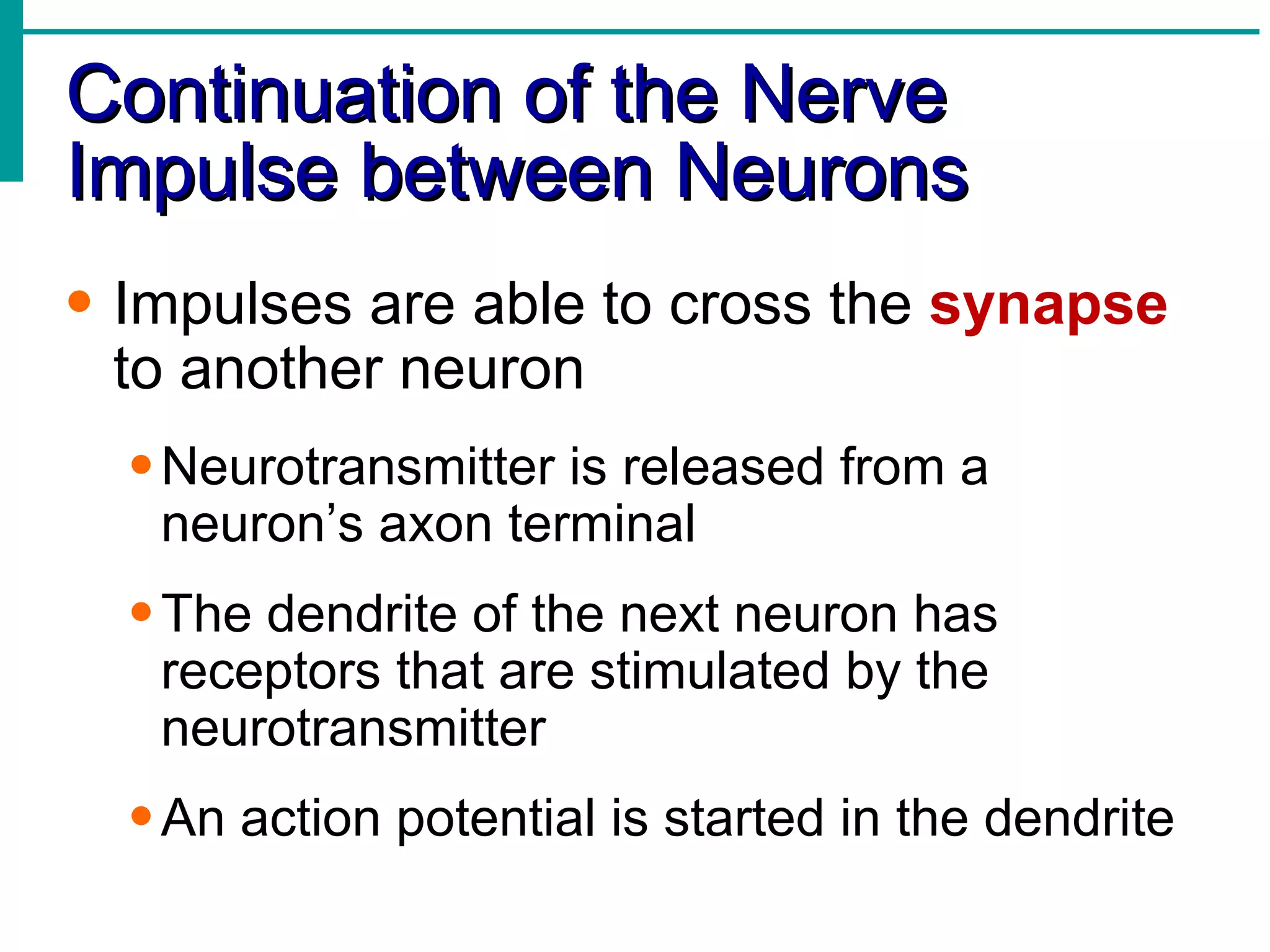 Continuation of the Nerve Impulse between Neurons Impulses are able to cross the  synapse  to another neuron Neurotransmitter is released from a neuron’s axon terminal The dendrite of the next neuron has receptors that are stimulated by the neurotransmitter An action potential is started in the dendrite 