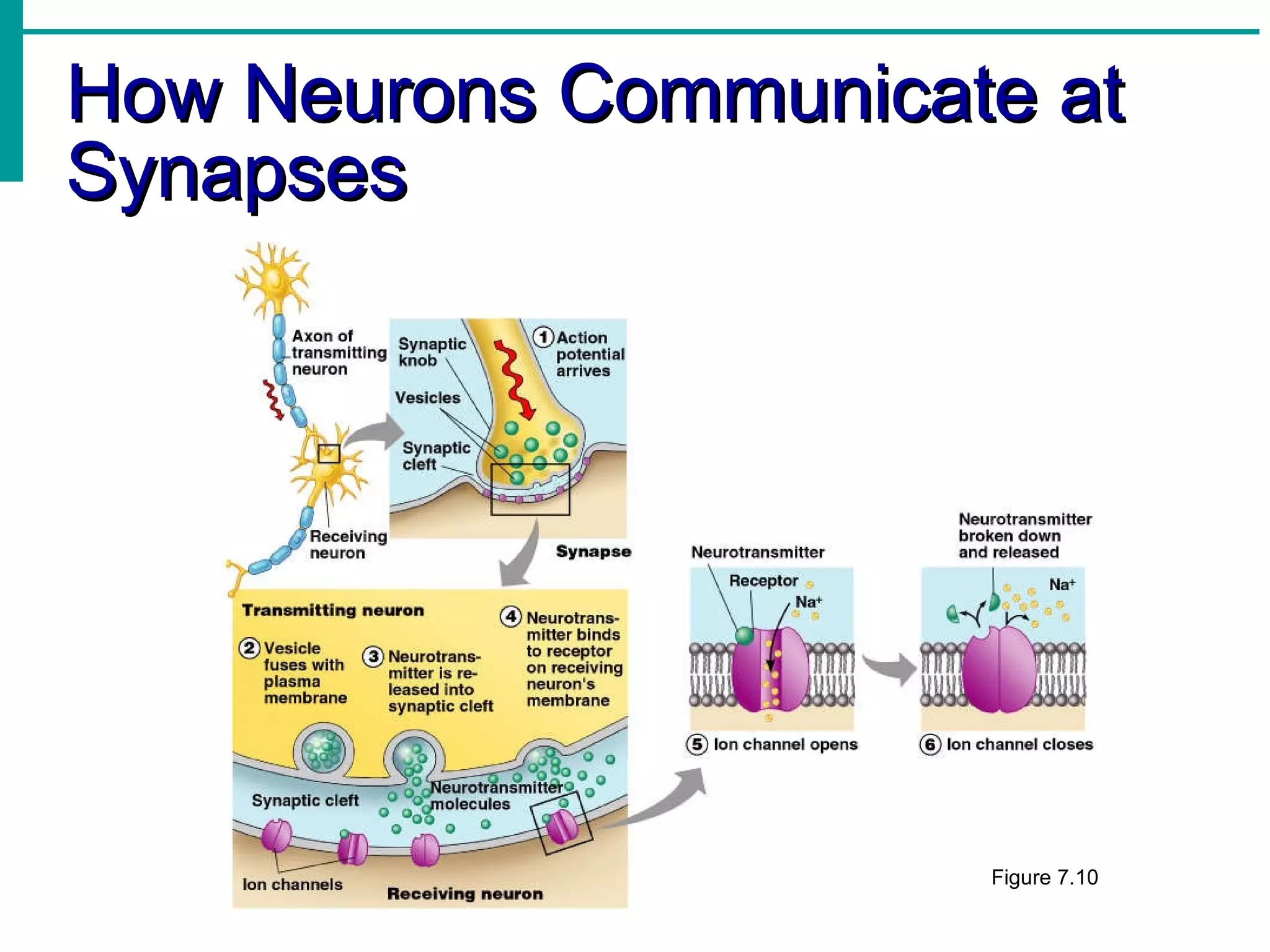 How Neurons Communicate at Synapses Figure 7.10 