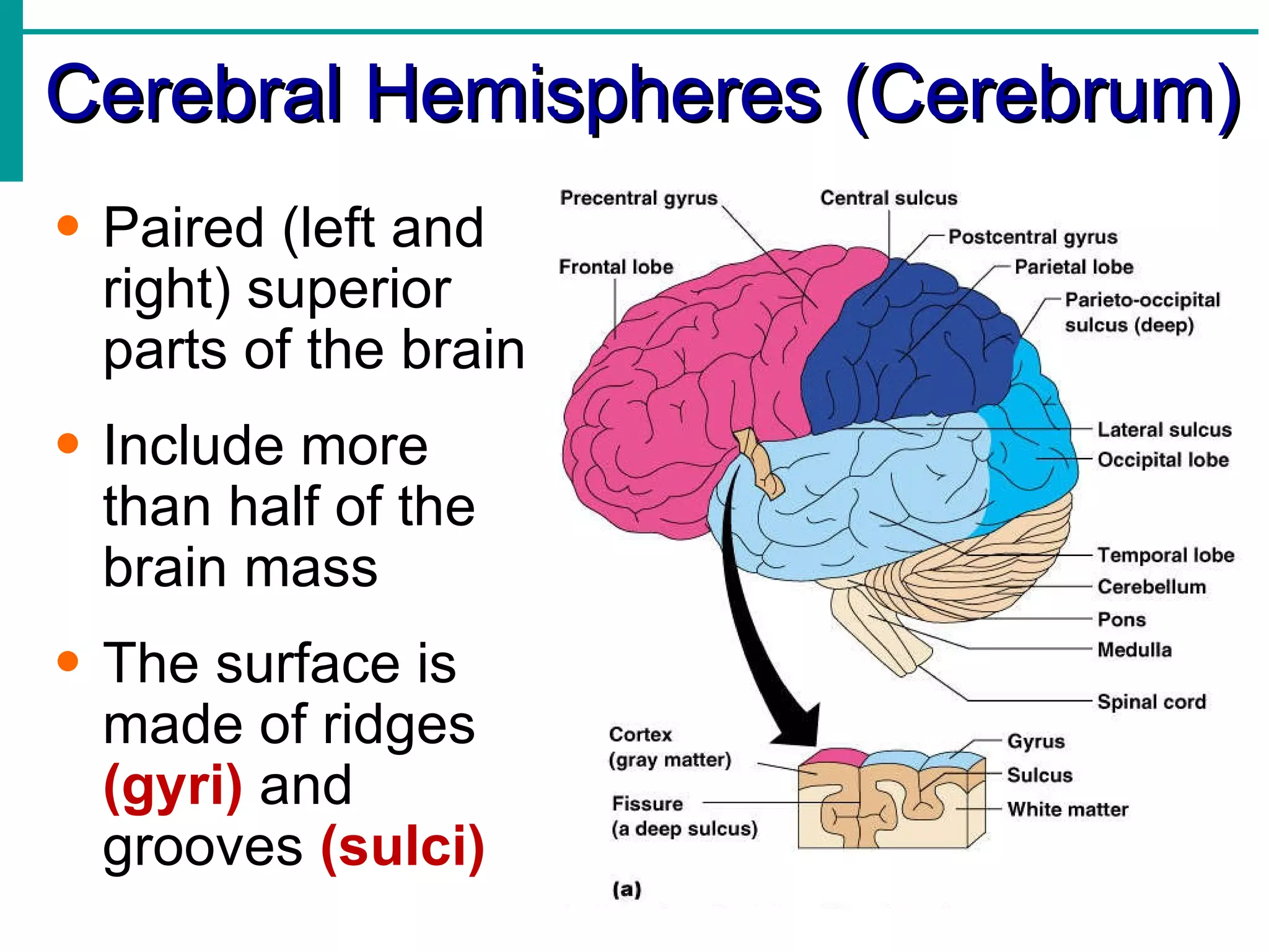 Cerebral Hemispheres (Cerebrum) Paired (left and right) superior parts of the brain Include more than half of the brain mass The surface is made of ridges  (gyri)  and grooves  (sulci) 