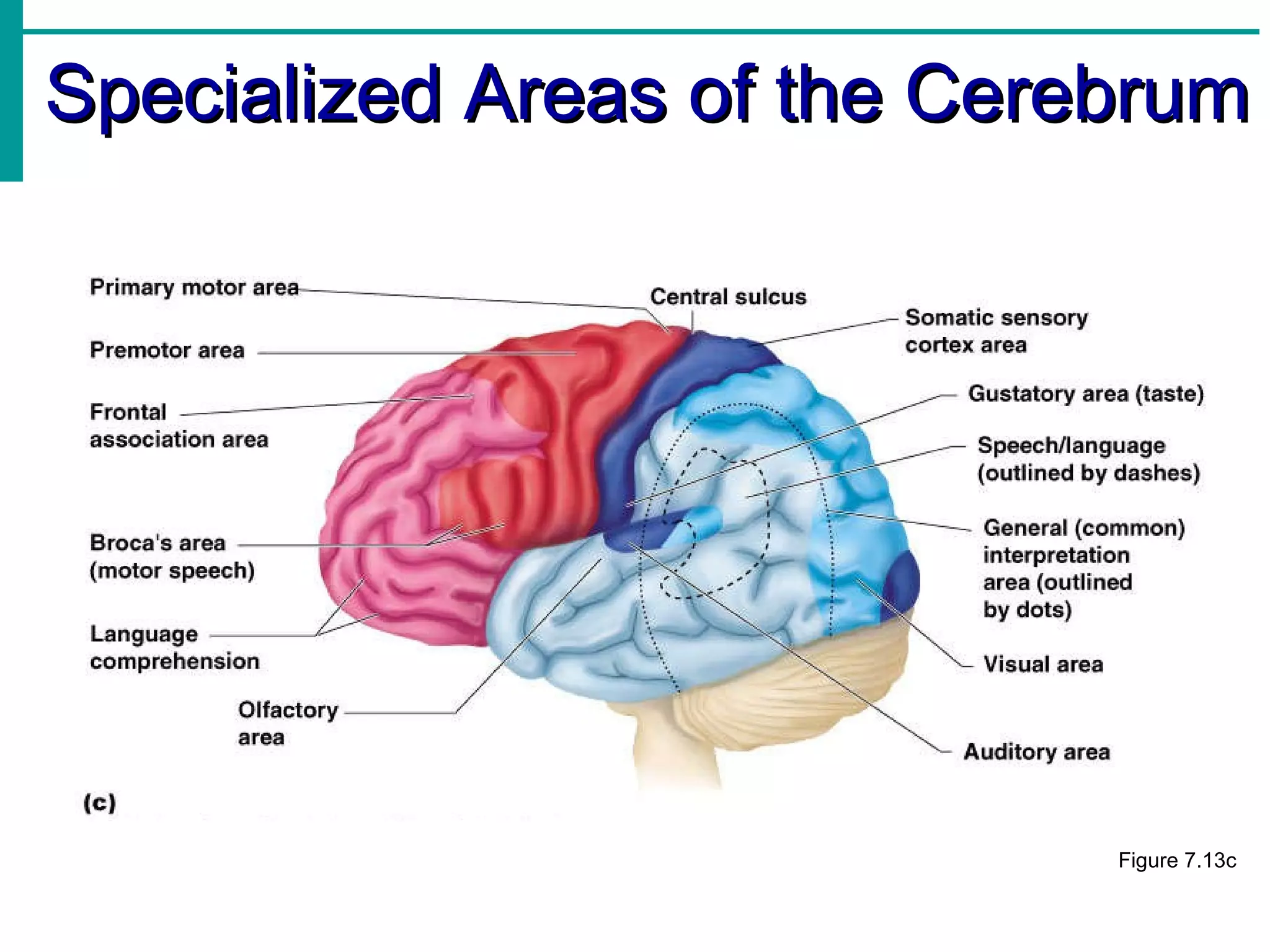 Specialized Areas of the Cerebrum Figure 7.13c 