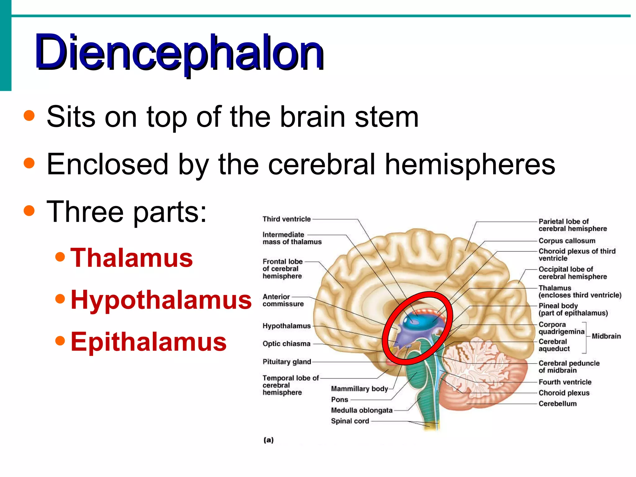 Diencephalon Sits on top of the brain stem Enclosed by the cerebral hemispheres Three parts: Thalamus Hypothalamus Epithalamus 