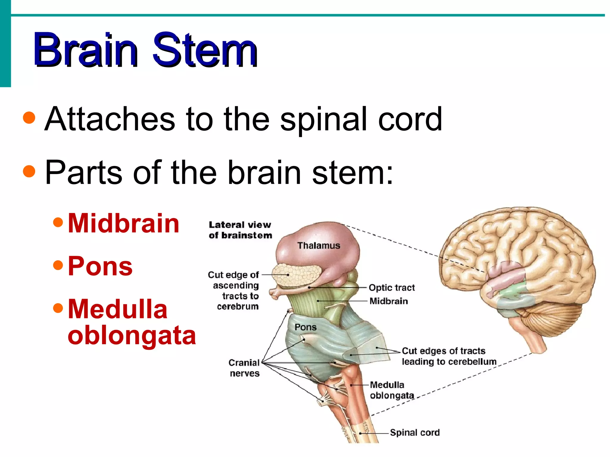 Brain Stem Attaches to the spinal cord Parts of the brain stem: Midbrain Pons Medulla   oblongata 