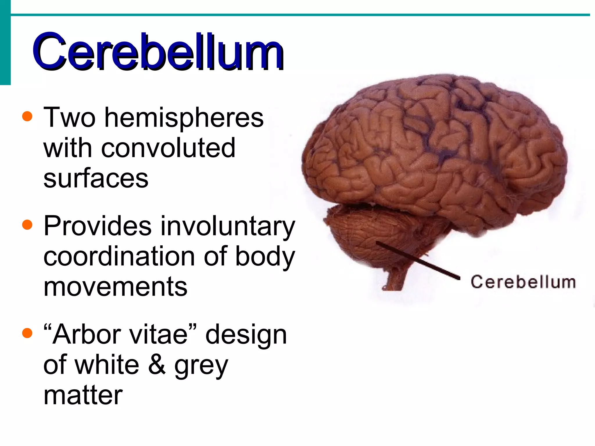 Cerebellum Two hemispheres with convoluted surfaces Provides involuntary coordination of body movements “ Arbor vitae” design of white & grey matter 