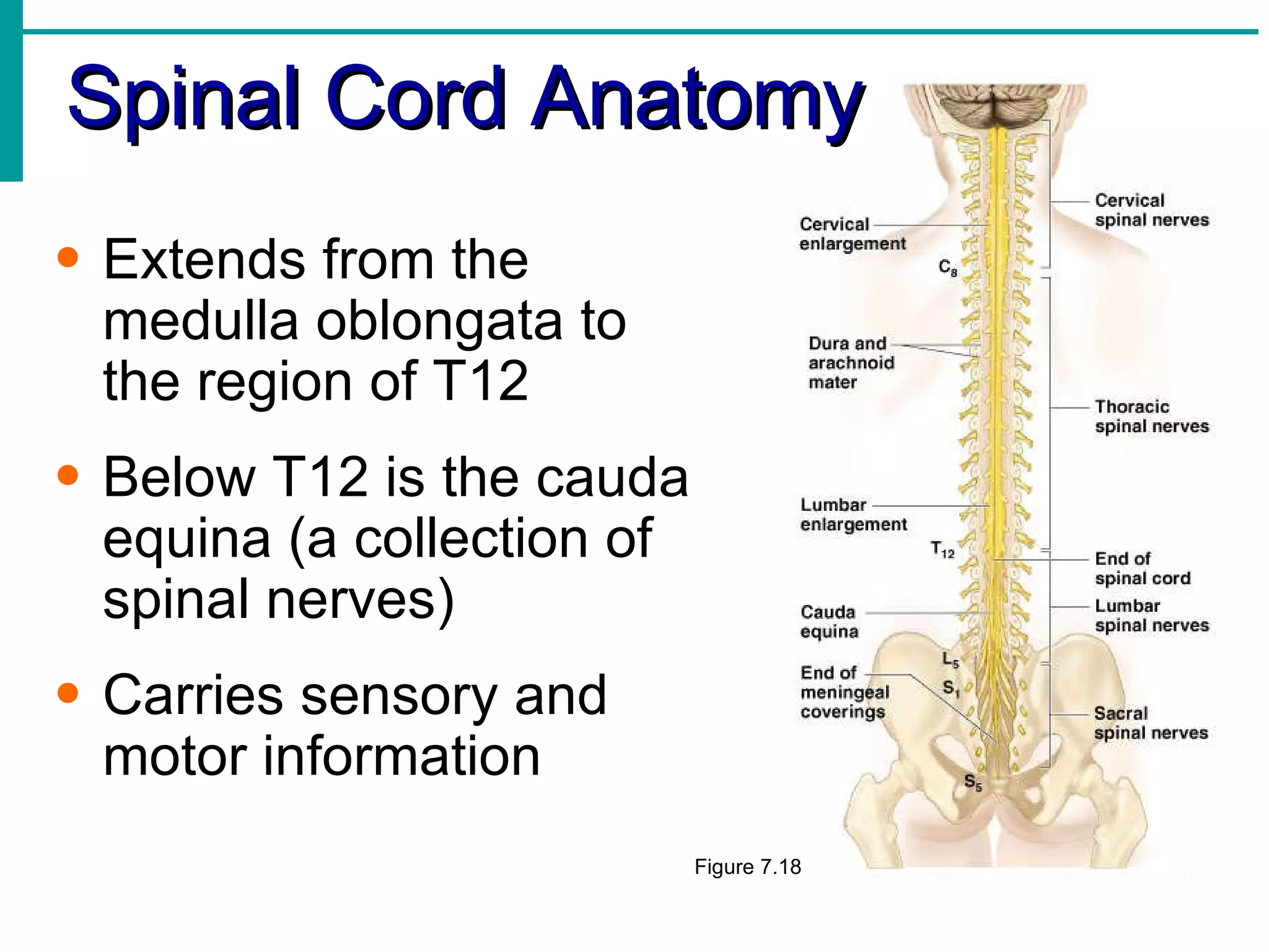 Spinal Cord Anatomy Extends from the medulla oblongata to the region of T12 Below T12 is the cauda equina (a collection of spinal nerves) Carries sensory and motor information Figure 7.18 