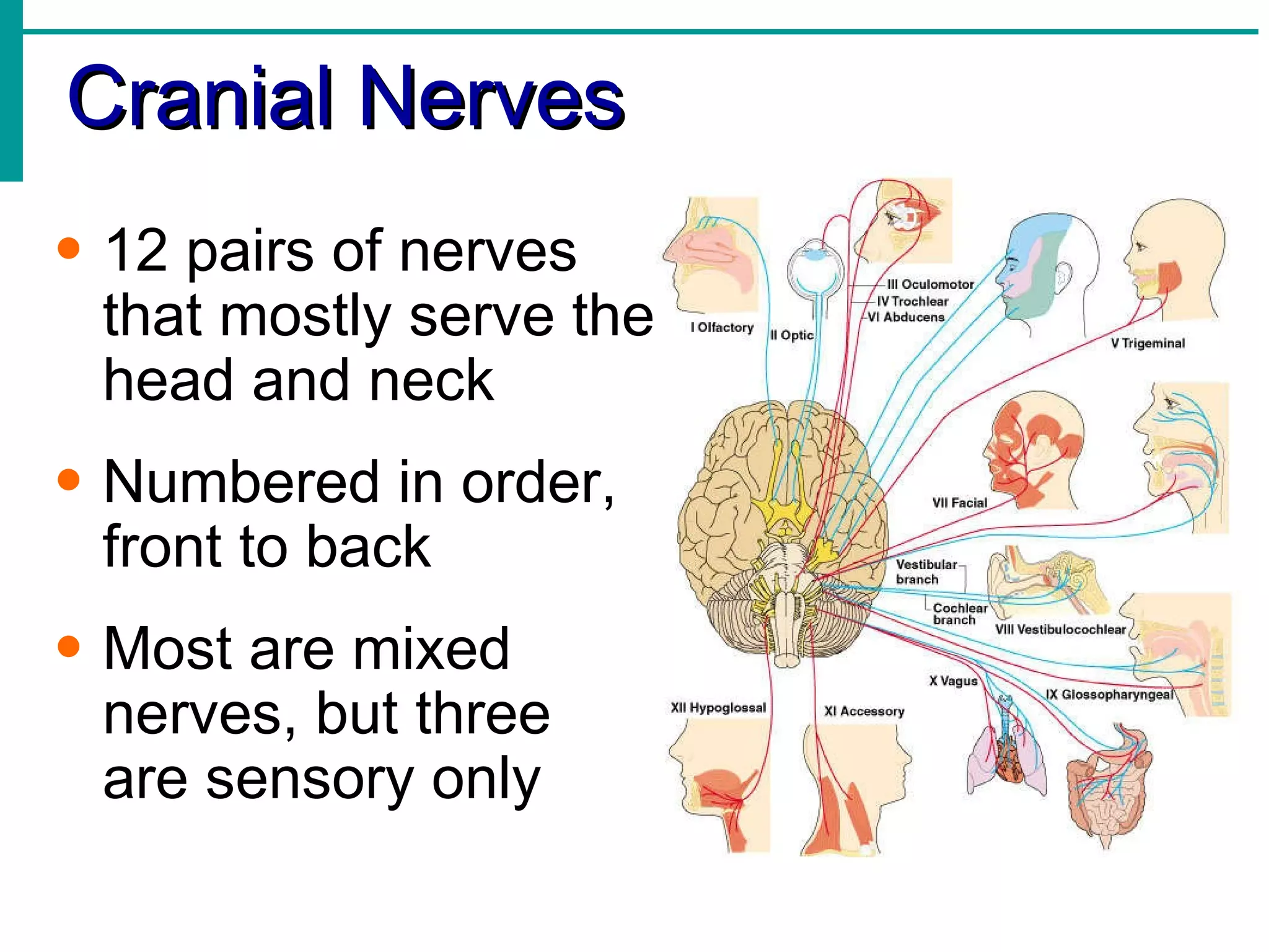 Cranial Nerves 12 pairs of nerves that mostly serve the head and neck Numbered in order, front to back Most are mixed nerves, but three  are sensory only 